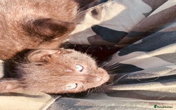 Mixed Breed cats for sale: Semi Longhaired Kittens - Image 6