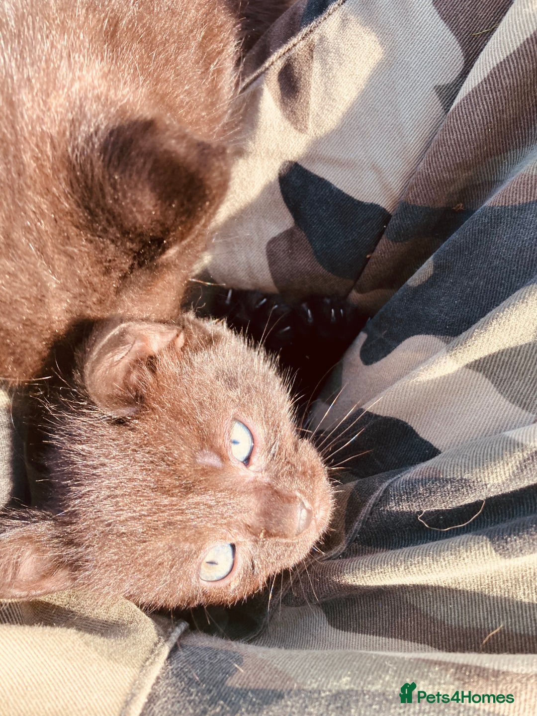 Mixed Breed cats for sale: Semi Longhaired Kittens - Image 6