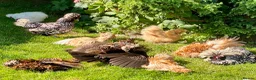 Chickens poultry for sale: Polish Bantam Cockerel Silver Laced - Advert 3