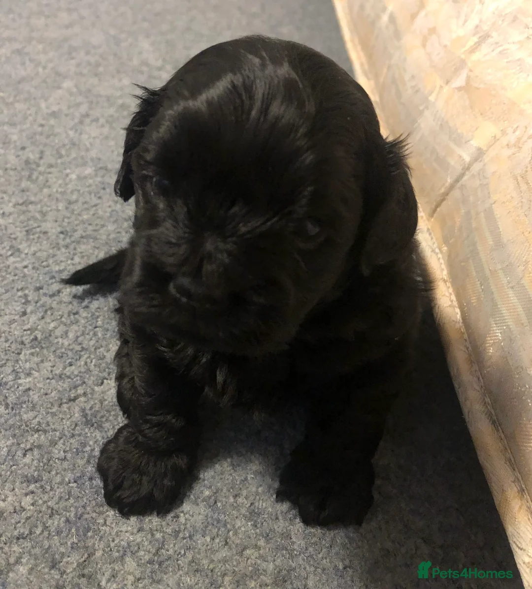 Shihpoo dogs for sale: Shihpoo puppies - Advert 7