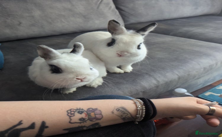 Netherland Dwarf rabbits - Advert 13
