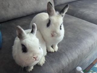 Netherland Dwarf rabbits - Advert 22