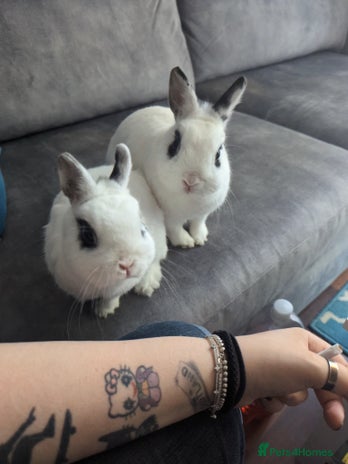 Netherland Dwarf rabbits - Advert 7