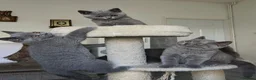 British Shorthair cats for sale:  3 blue Britishshorthair kittens girls for sale  - Advert 21