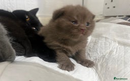 British Shorthair cats for sale: British short hair kittens - Image 12