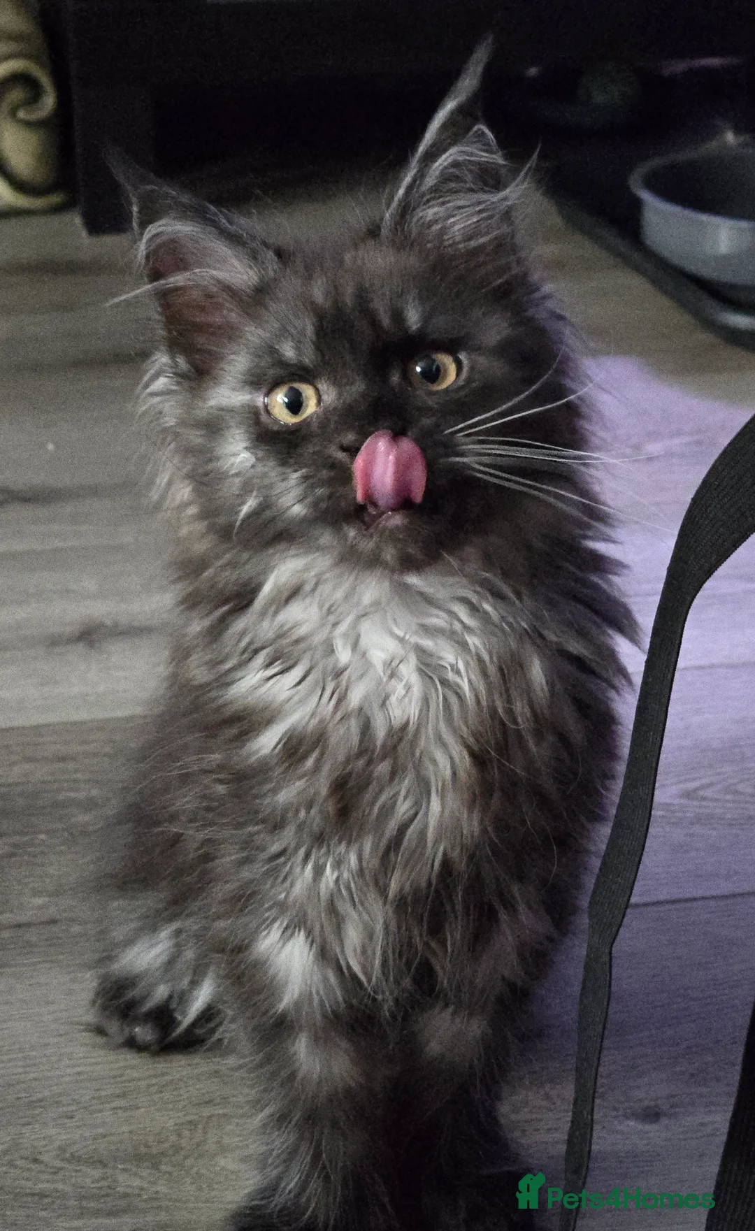 Maine Coon cats for sale: ✨✨ blk smoke F 6666 MC TiCA REG Poss active - Advert 31