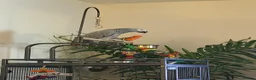 Parrots birds for sale: African Grey Congo & Amazons blue -for Sale - Advert 11