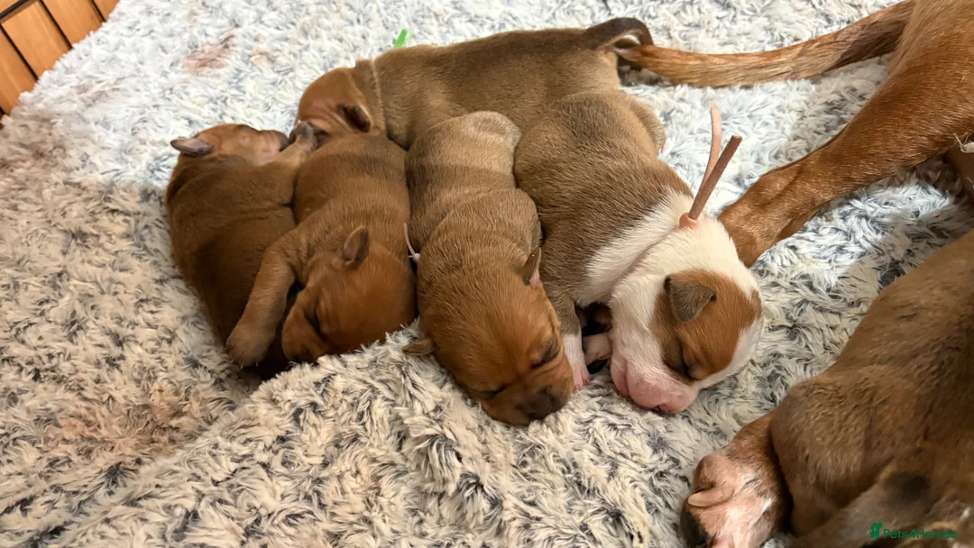 Staffordshire Bull Terrier dogs for sale: 🔥🔥STUNNING RED STAFF BULL TERRIER PUPPIES🔥🔥 - Advert 2