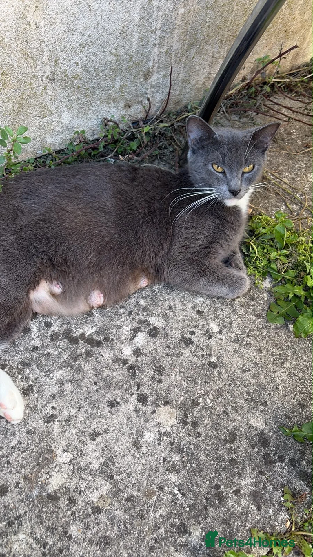 Russian Blue cats for sale: Beautiful Russian blue mix kittens - ready to go ! - Advert 19