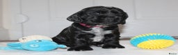 Cocker Spaniel dogs for sale: KC registered Show Cocker Spaniel  - Advert 9
