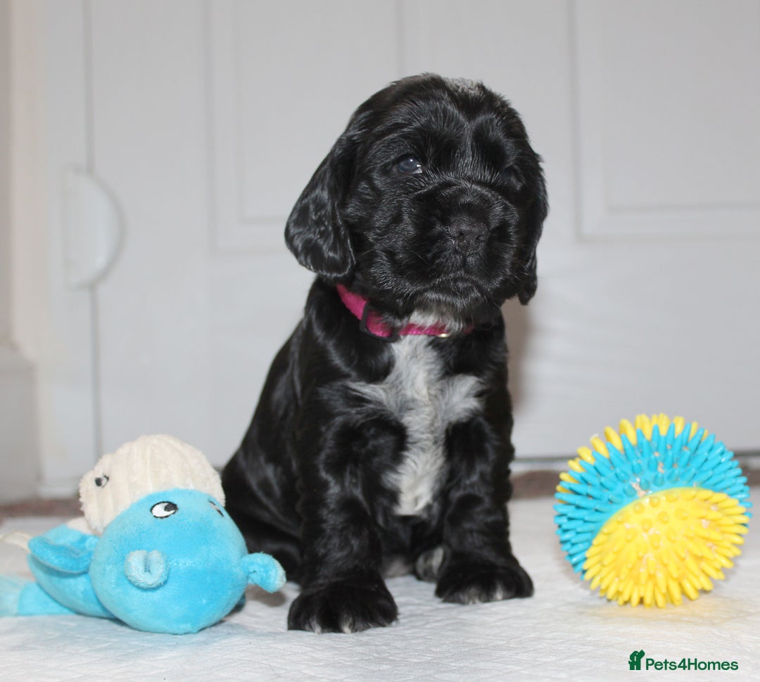 Cocker Spaniel dogs for sale: KC registered Show Cocker Spaniel  - Advert 9
