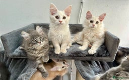 Maine Coon cats for sale: Pedigree TICA Registered Maine Coon Kittens - Image 16