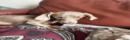 Miniature Dachshund dogs for sale: Playful brothers looking for their forever homes - Advert 2