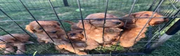 Cockapoo dogs for sale: Beautiful litter of Cockapoo Puppys 6 Girls  - Advert 11