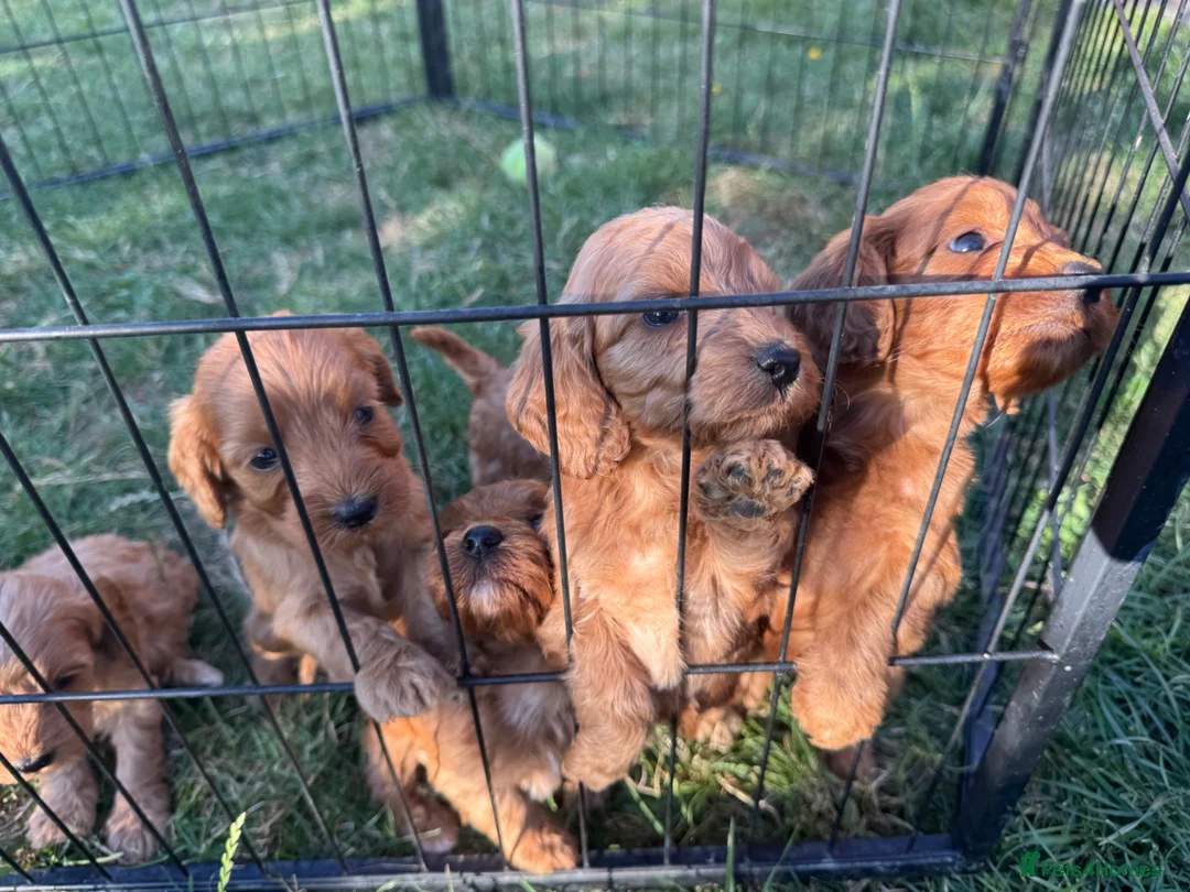 Cockapoo dogs for sale: Beautiful litter of Cockapoo Puppys 6 Girls  - Advert 11