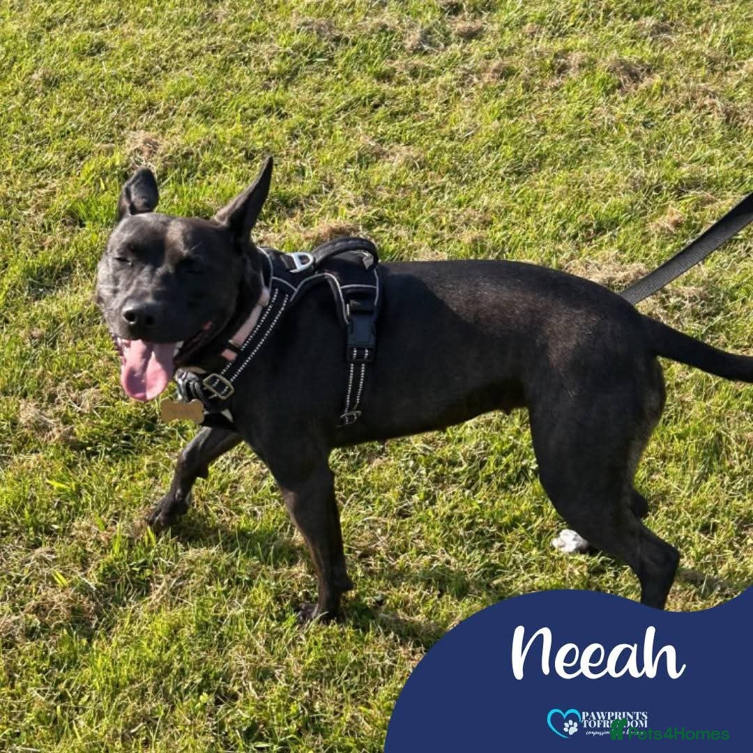 Mixed Breed dogs Meet Neeah, currently residing in Cheshire  - Advert 1
