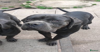 Cane Corso dogs - Advert 4