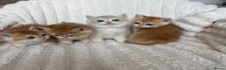 British Shorthair cats for sale: 🧡Exceptional golden British shorthairs 🧡 - Advert 2