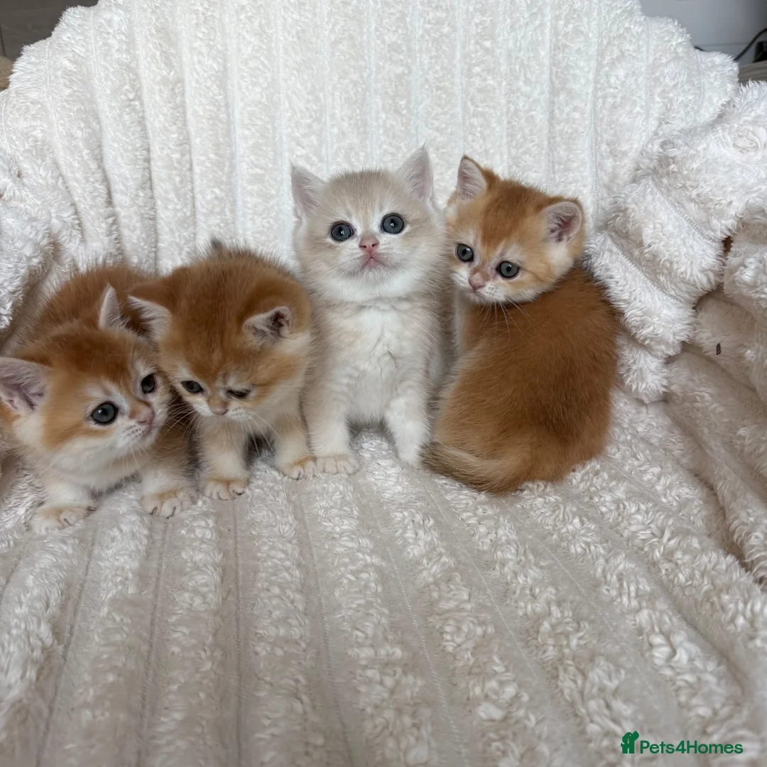 British Shorthair cats for sale: 🧡Exceptional golden British shorthairs 🧡 - Advert 2