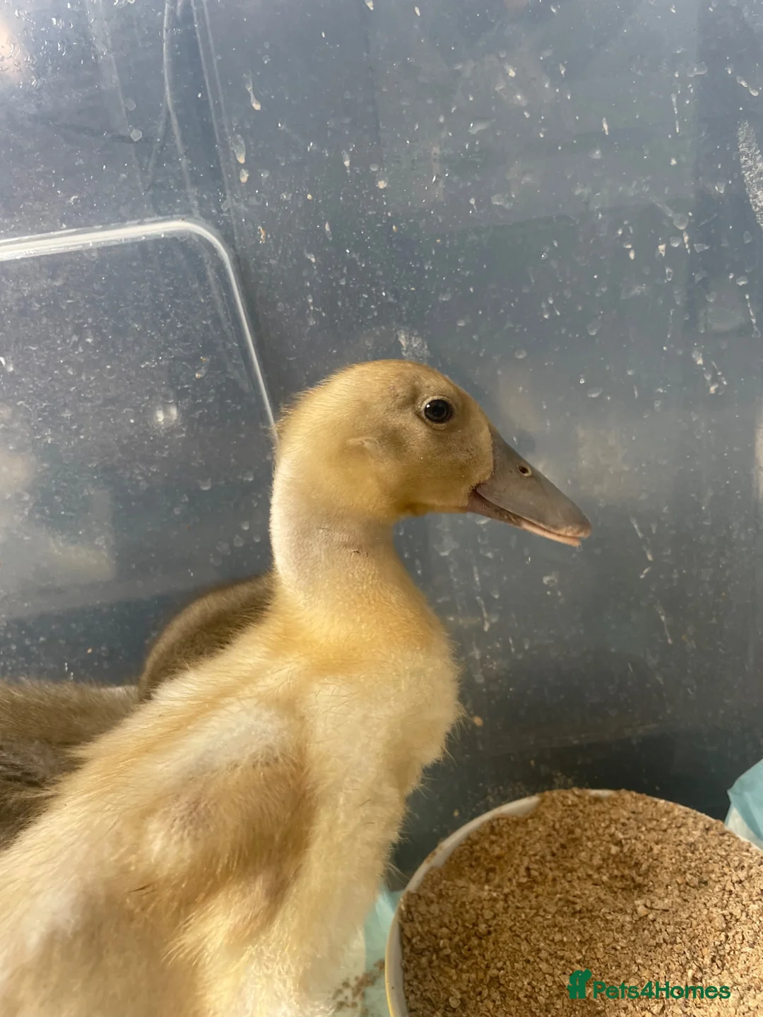 Ducks poultry for sale: Runner ducks  - Advert 2