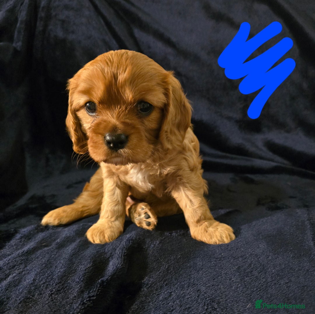 Cavalier King Charles Spaniel dogs for sale: Ruby cavalier king charles puppies  - Image 6
