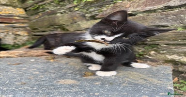 Mixed Breed cats - Advert 9