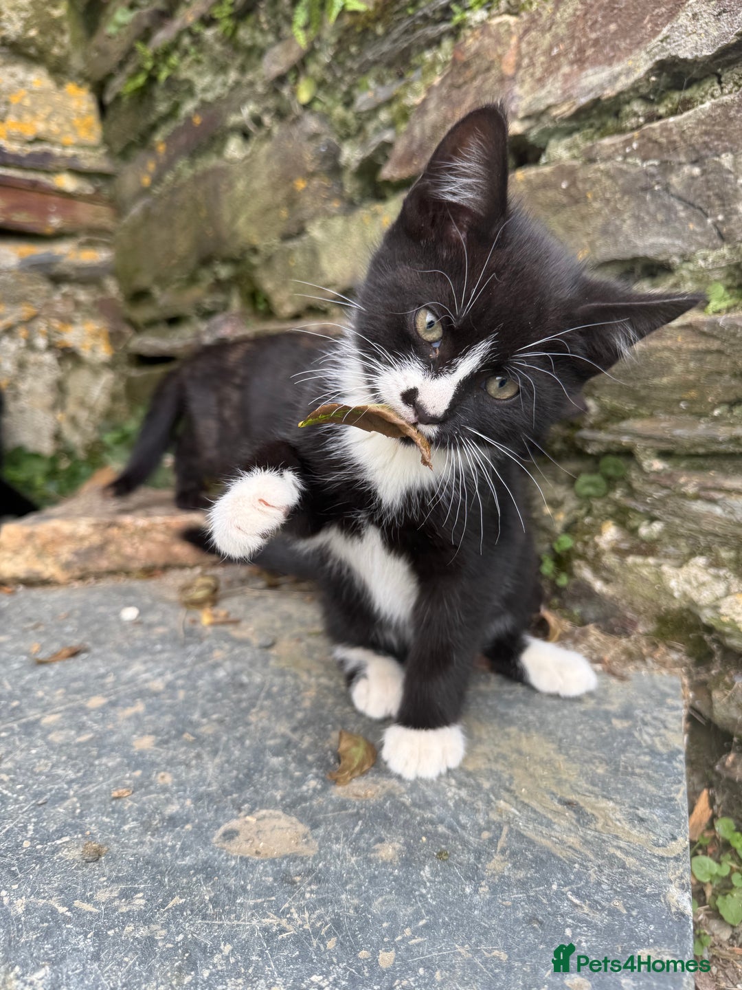 Mixed Breed cats for sale: 6 kittens for sale - Image 2