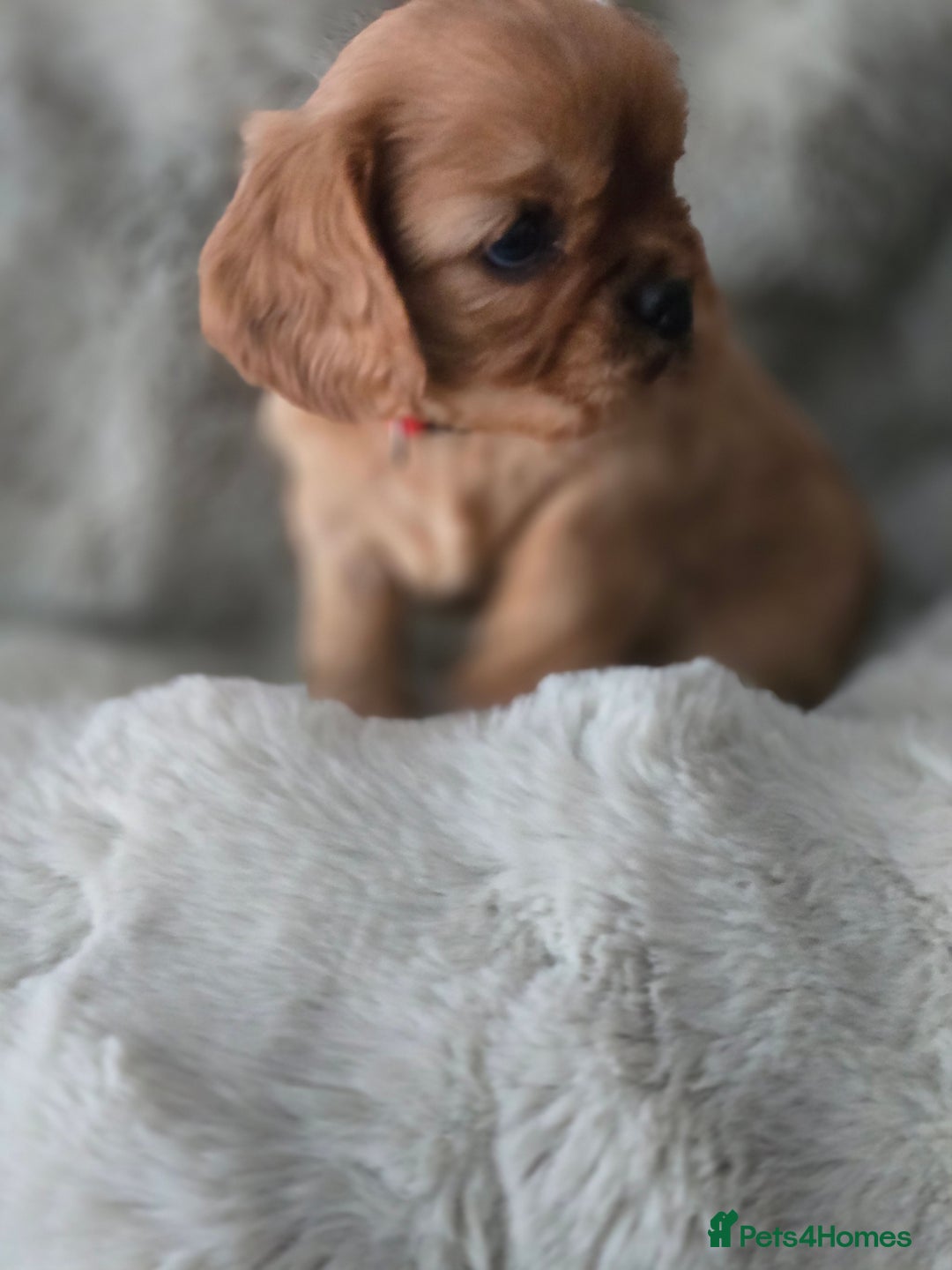 Cavalier King Charles Spaniel dogs for sale: Beautiful Cavalier King Charles Puppies  - Advert 3