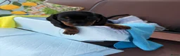 Miniature Dachshund dogs for sale: A litter of 2 lovely dachshund pups - Advert 13
