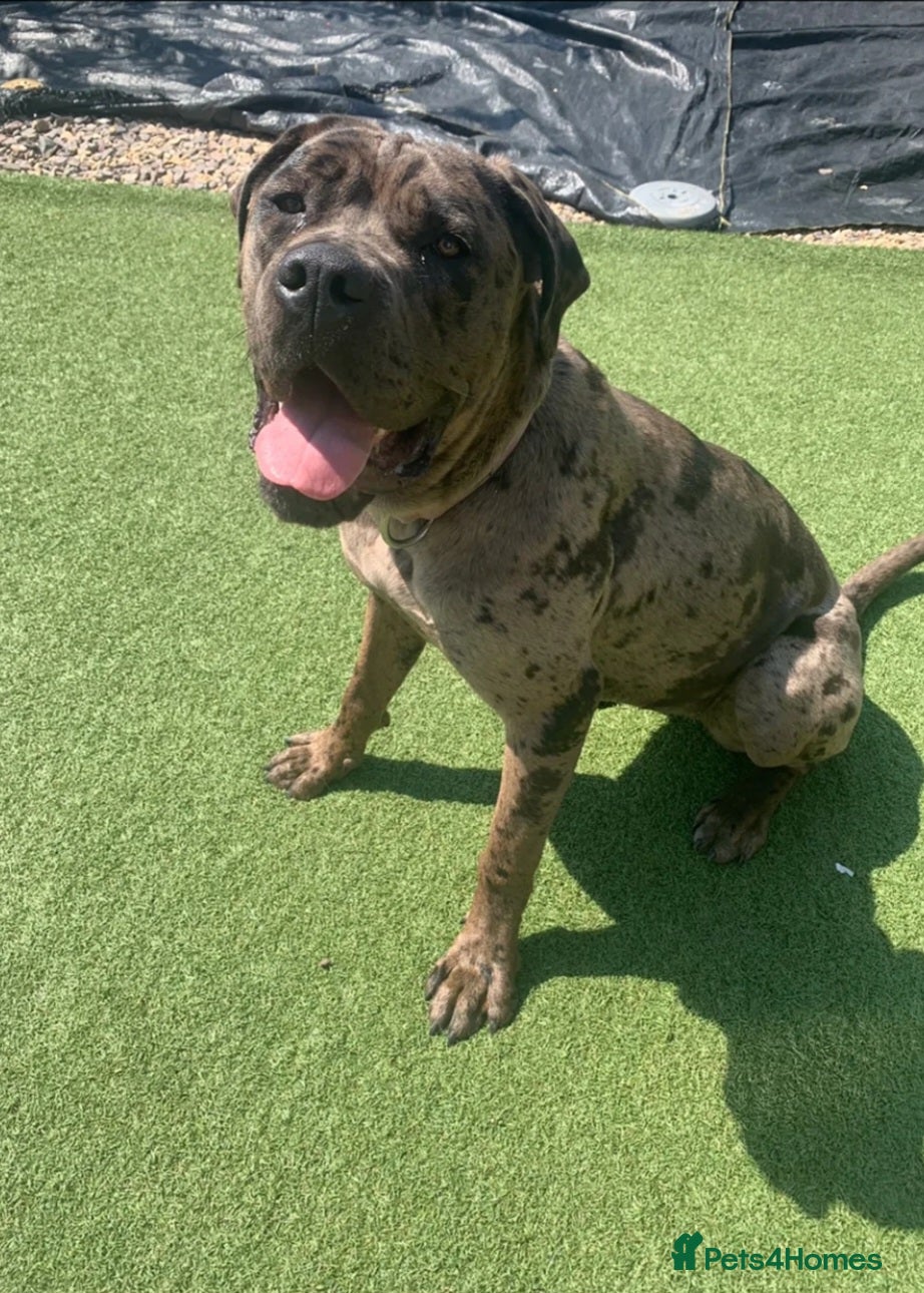 Cane Corso dogs Cane corso female co own - Advert 1