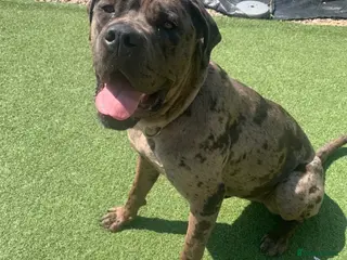 Cane Corso dogs Cane corso female co own - Advert 2