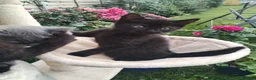 Mixed Breed cats for sale: Black kittens  - Advert 6