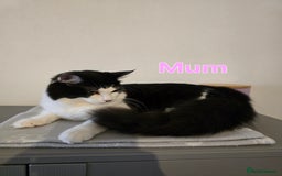 Ragdoll cats for sale: Fluffy kittens Ragdoll x - Image 9