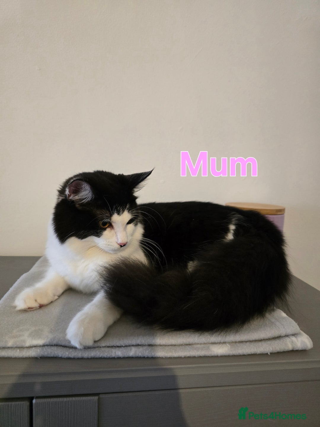 Ragdoll cats for sale: Fluffy kittens Ragdoll x - Image 9
