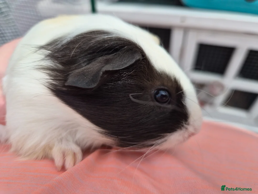 Guinea Pig rodents for sale: Male Guinea Pigs  - Advert 12