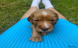 Cocker Spaniel dogs for stud: Cocker spaniel for stud - Image 15