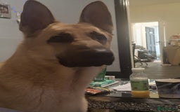 German Shepherd dogs for sale: German shepard boy  - Advert 5