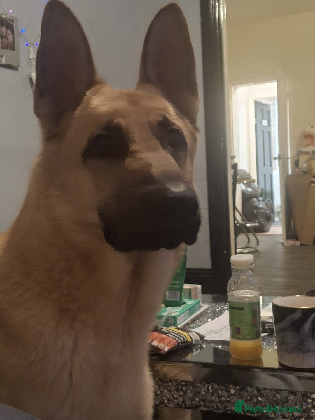 German Shepherd dogs for sale: German shepard boy  - Advert 5