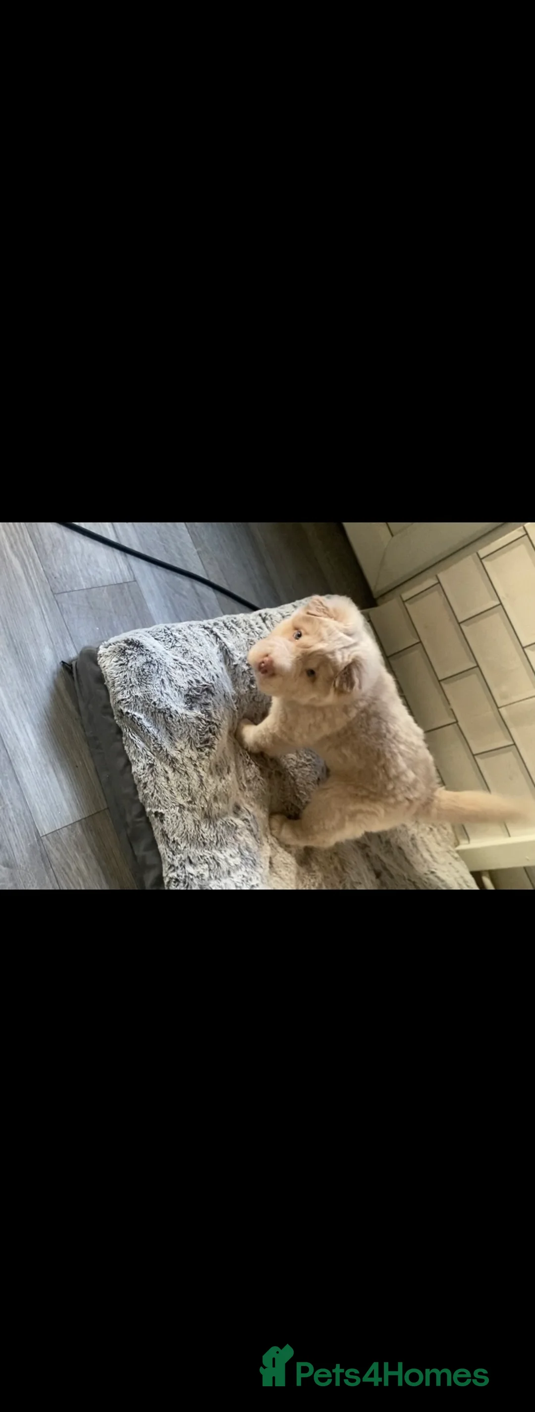 Shar Pei dogs for sale: ✨🐾 Cream Bear Coat Shar Pei Girl Available 🐾✨ - Advert 9