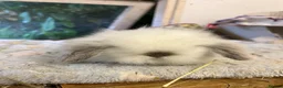 Mini Lion Lop rabbits for sale: Pure mini lion lops from show stock  - Advert 20