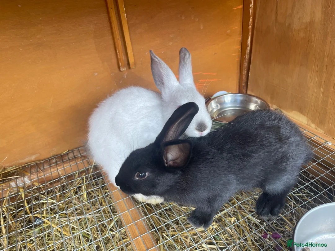 Mixed Breed rabbits for sale: New Zealand/Californian Cross - Advert 2