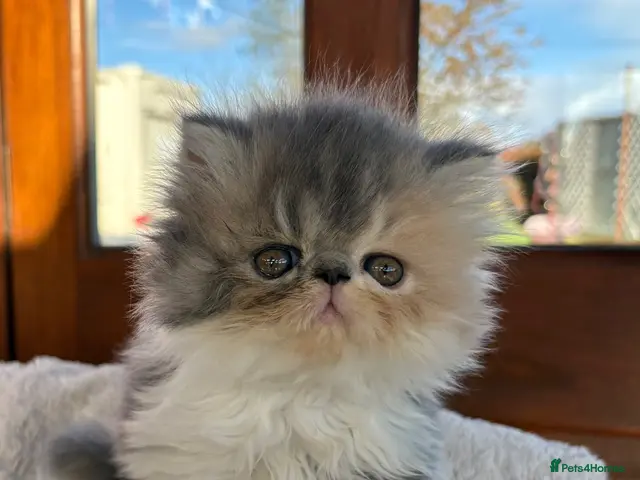 Exotic cats 2 Exotic kittens both fluffy male and female - Advert 1