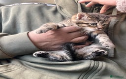 Mixed Breed cats for sale: Stunning litter of Bengal x Ragdoll kittens ready - Advert 2