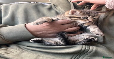 Mixed Breed cats Stunning litter of Bengal x Ragdoll kittens ready - Advert 2