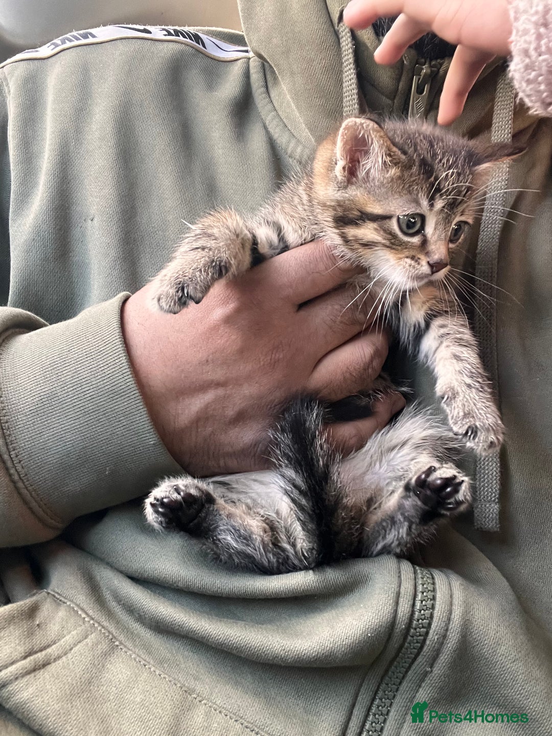 Mixed Breed cats for sale: Stunning litter of Bengal x Ragdoll kittens ready - Advert 2