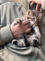 Mixed Breed cats Stunning litter of Bengal x Ragdoll kittens ready - Advert 2