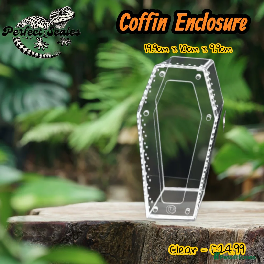 Praying Mantis invertebrates for sale: Various inverts mantis millipedes scorpions - Advert 11