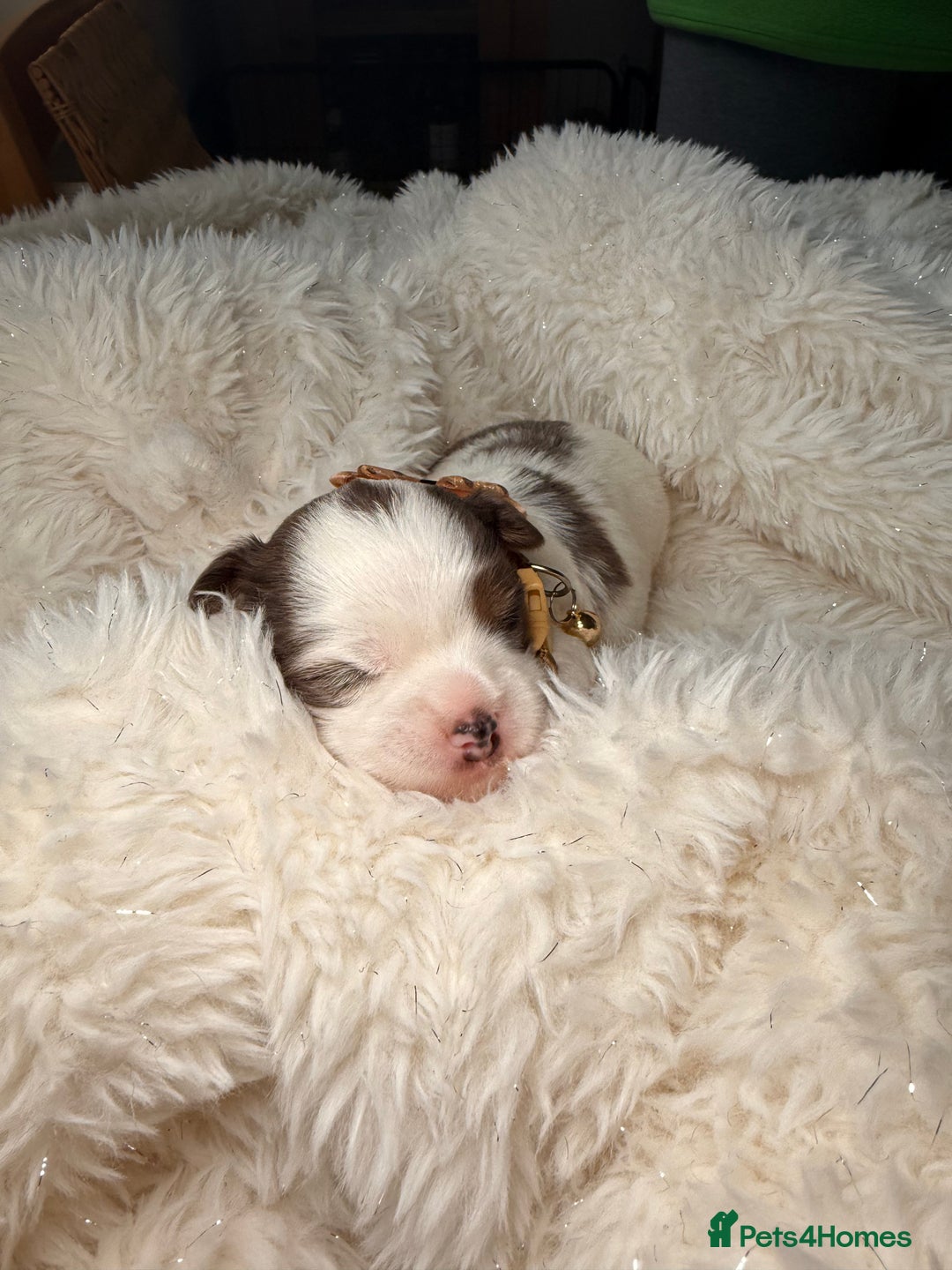 Yorkshire Terrier dogs for sale: BIEWER YORKIE PUPPIES 4 Available Licensed Breeder - Advert 7