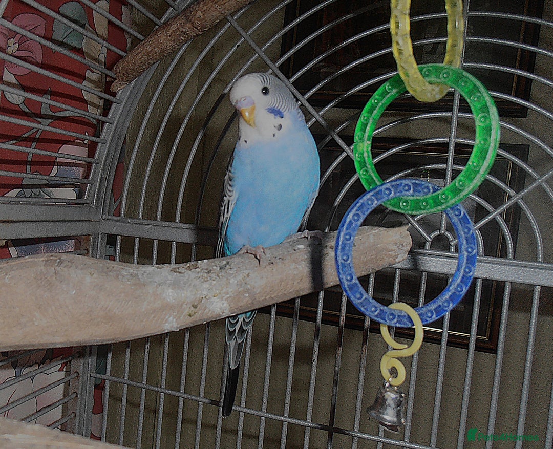 Budgerigars birds for sale: Baby Budgies in Otley - Image 1