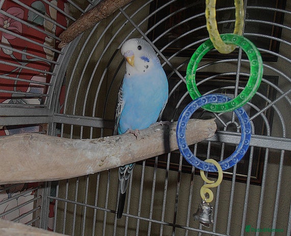 Budgerigars birds - Advert 2